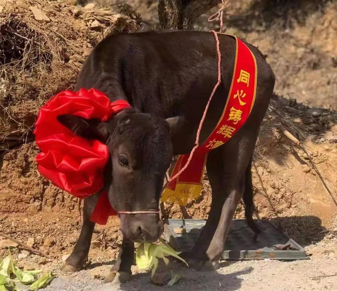 1611381727840390.jpg 11.jpg